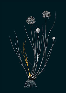 Teal and Gold Allium