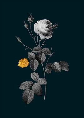 Teal Gold Provence Rose