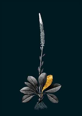 Teal and Gold Blazing Star