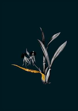 Teal Gold Clamshell Orchid