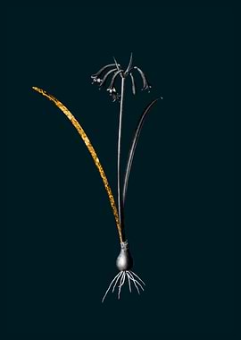 Teal and Gold Brandlelie