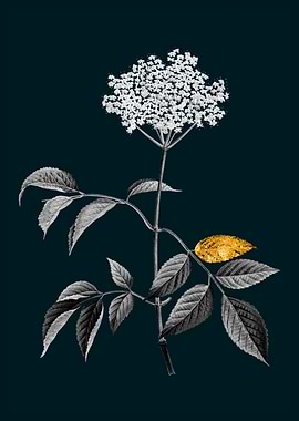 Teal and Gold Elderflower