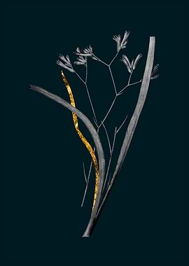 Teal and Gold Anigozanthos