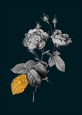 Teal and Gold Anemone Rose