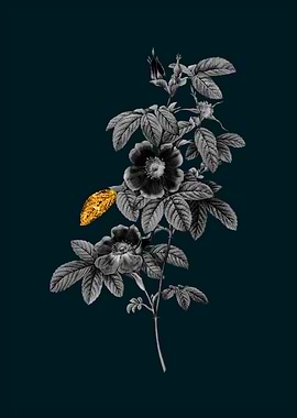 Teal and Gold May Rose