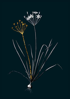 Teal and Gold Allium