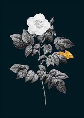 Teal Gold Leschenault Rose