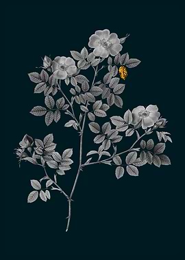 Teal and Gold Rose Corymb