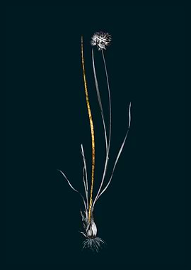 Teal and Gold Allium