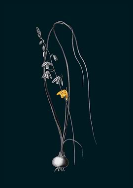 Teal and Gold Albuca