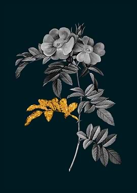 Teal and Gold Rosa Lucida