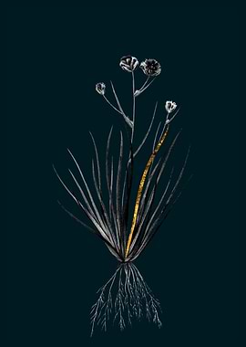 Teal and Gold Corn Lily