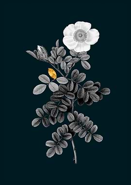 Teal Gold Macartney Rose