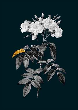 Teal and Gold Musk Rose