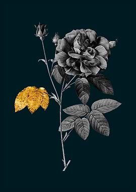 Teal and Gold French Rose