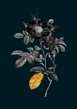 Teal Gold Portland Rose