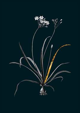 Teal and Gold Allium