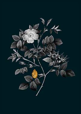 Teal and Gold Malmedy Rose