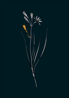 Teal and Gold Amaryllis