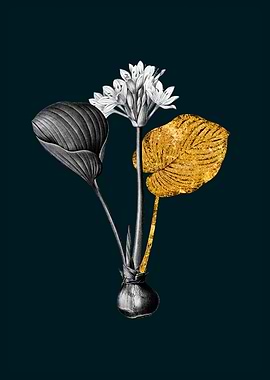 Teal Gold Cardwell Lily