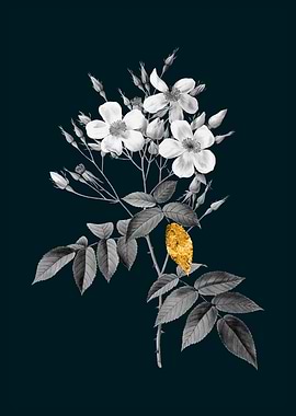 Teal and Gold Musk Rose