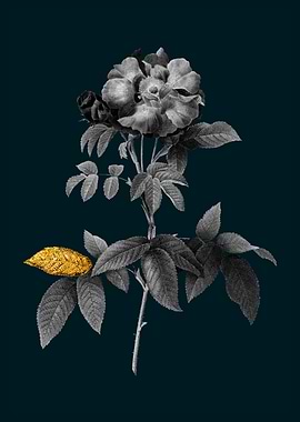Teal and Gold Provins Rose