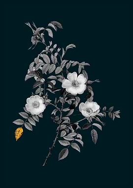 Teal and Gold Rosebush