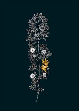 Teal Gold Cuspidate Rose