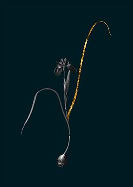 Teal and Gold Barbary Nut