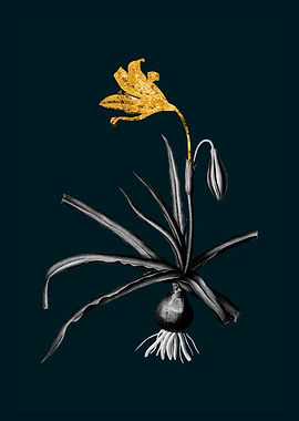 Teal and Gold Amaryllis