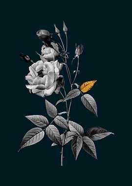 Teal Gold Rose of India