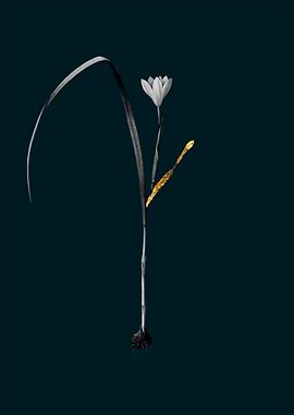 Teal and Gold Cape Tulip