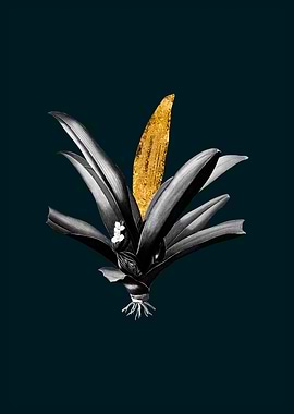 Teal and Gold Boat Lily