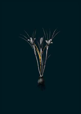 Teal and Gold Crocus