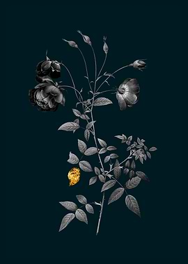 Teal and Gold Red Rose