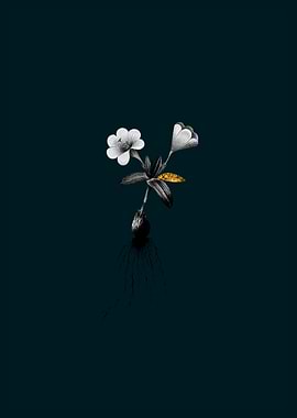 Teal and Gold Cape Tulip