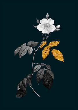 Teal Gold Climbing Rose