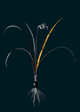 Teal and Gold Brimeura