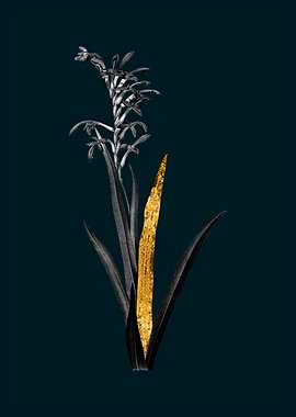 Teal and Gold Antholyza