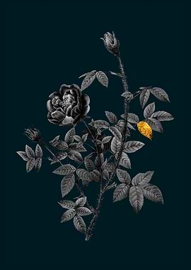 Teal and Gold Moss Rose