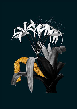 Teal and Gold Crinum