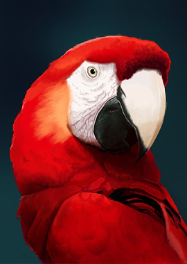 Scarlet Macaw