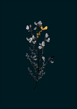 Teal and Gold Adenocarpus