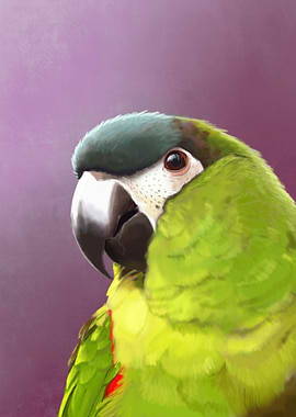 Hahns Macaw
