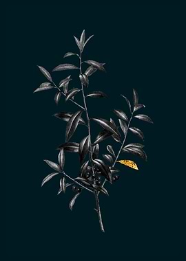 Teal and Gold Dahoon