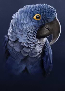 Hyacinth Macaw