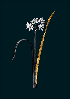 Teal and Gold Daffodil