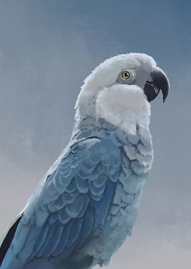 Spix Macaw