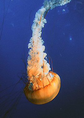 Jellyfish