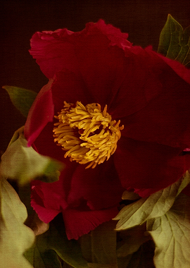 Pink peony 31